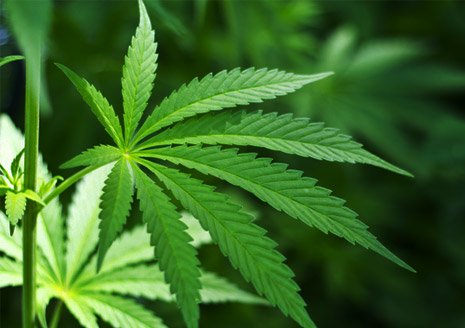 hemp leaf plant
